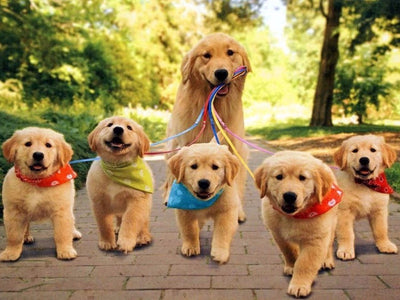 Walking The Dog